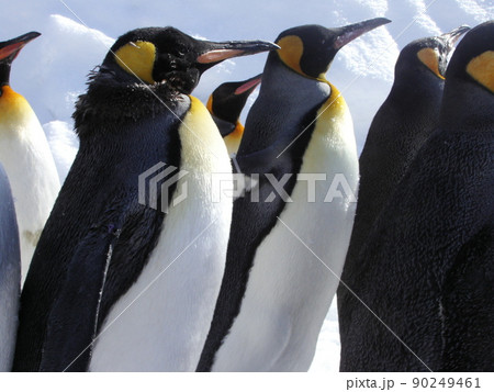 ペンギンの整列 ペンギンの整列 90249461