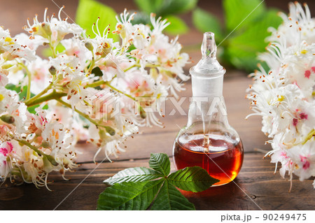 Bottle of infusion or tincture of blossom chestnuts tree. Blossoming horse chestnut twigs and leaves. Alternative herbal medicine. 90249475
