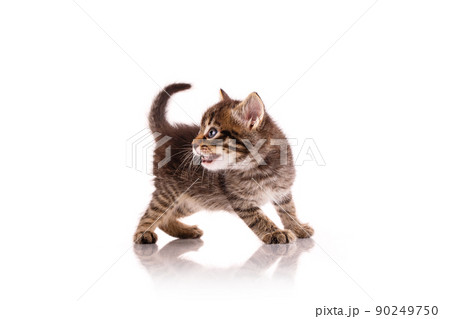 Aggressive small kitten on a white background. 90249750