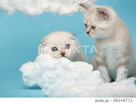 Small kitten watching as another kitten is about to gnaw a cotton cloud on a blue background. 90249772