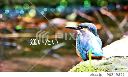 カワセミと言葉 カワセミと言葉 90249891