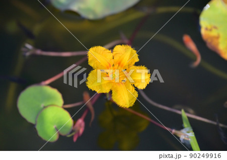 注意）大きめの丸い葉は蓮です。日本の水生植物の「アサザの花」、メダカ飼育、ビオトープ。 90249916