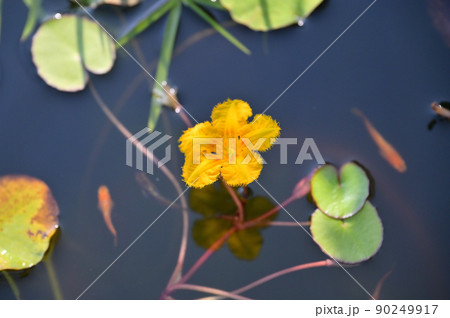 注意）大きめの丸い葉は蓮です。日本の水生植物の「アサザの花」、メダカ飼育、ビオトープ。 90249917