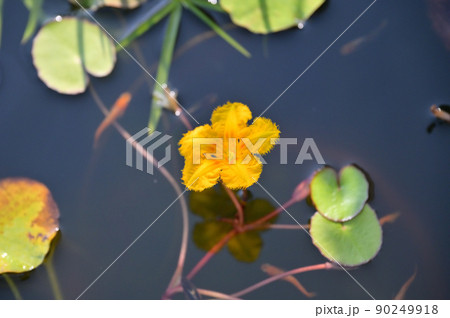 注意）大きめの丸い葉は蓮です。日本の水生植物の「アサザの花」、メダカ飼育、ビオトープ。 90249918
