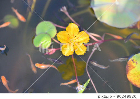 注意）大きめの丸い葉は蓮です。日本の水生植物の「アサザの花