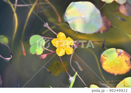 注意)大きめの丸い葉は蓮です。日本の水生植物の「アサザの花」、メダカ飼育、ビオトープ。 注意)大きめの丸い葉は蓮です。日本の水生植物の「アサザの花」、メダカ飼育、ビオトープ。 90249922