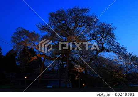 岩手県奥州市　ライトアップの種蒔桜 90249991