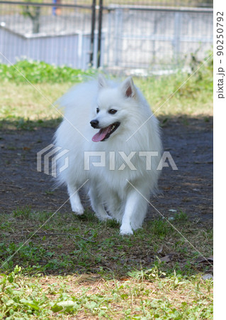 日本スピッツ:犬 日本スピッツ:犬 90250792
