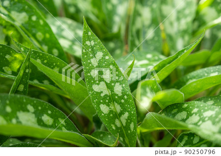 プルモナリアの葉 90250796