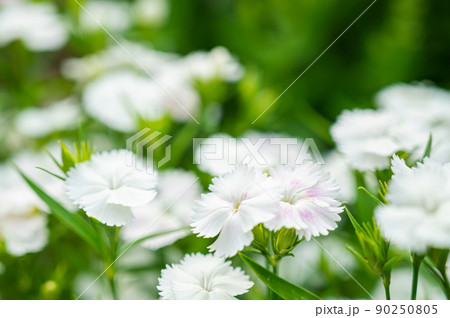 白いナデシコの花 白いナデシコの花 90250805
