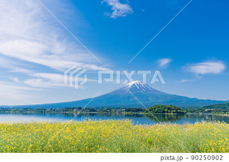 （山梨県）菜の花と富士山 90250902