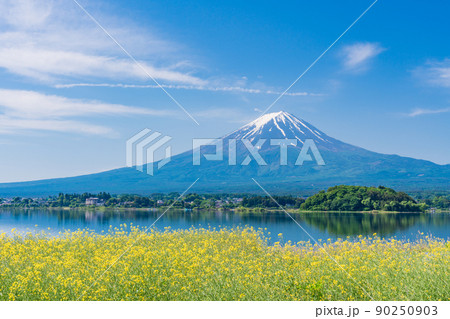（山梨県）菜の花と富士山 90250903