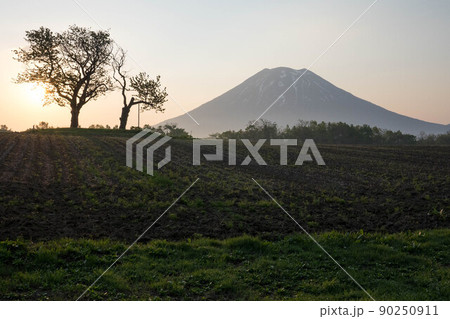北海道　ニセコ　双子のさくらんぼの木　羊蹄山　朝 90250911