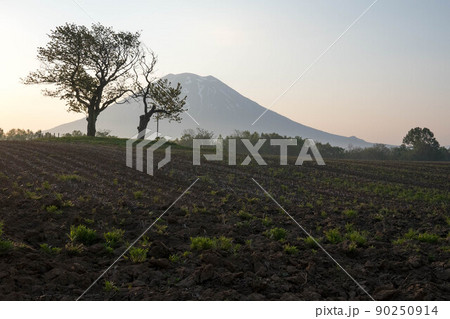 北海道　ニセコ　双子のさくらんぼの木　羊蹄山　朝 90250914