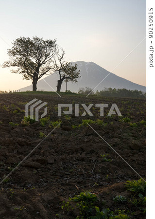 北海道　ニセコ　双子のさくらんぼの木　羊蹄山　朝 90250915