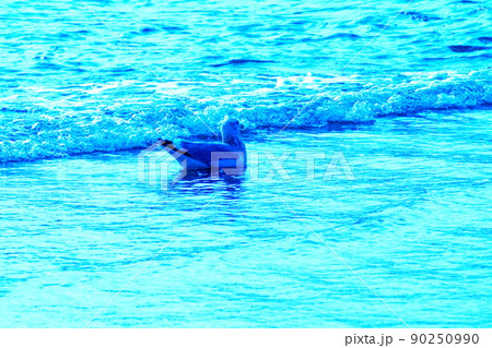 カラー　海　波　鳥　カモメ（2022年5月登録） 90250990