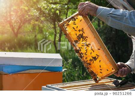 Beekeeper working collect honey. Beekeeping concept. Farmer wearing bee suit working with honeycomb in apiary. Beekeeping in countryside. Organic farming. Beekeeper working collect honey. Beekeeping concept. Farmer wearing bee suit working with honeycomb in apiary. Beekeeping in countryside. Organic farming. 90251266