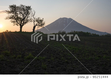 北海道 ニセコ 双子のさくらんぼの木 羊蹄山 朝 北海道 ニセコ 双子のさくらんぼの木 羊蹄山 朝 90251444