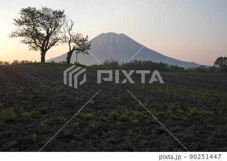 北海道　ニセコ　双子のさくらんぼの木　羊蹄山　朝 90251447