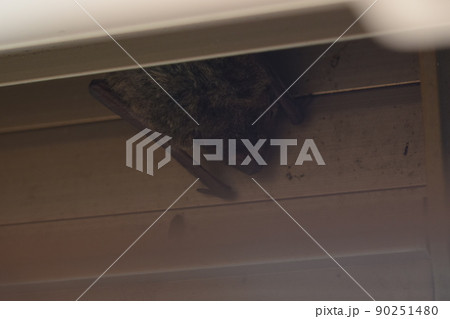 シャッターに潜むアブラコウモリ シャッターに潜むアブラコウモリ 90251480