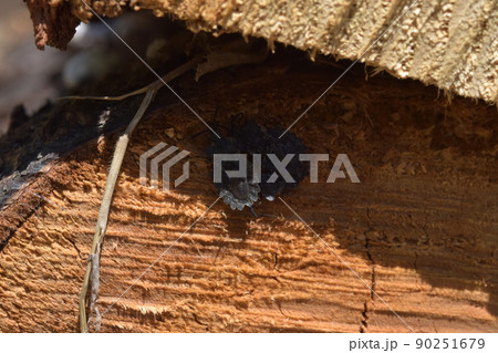 ノコギリヒラタカメムシ　ペア 90251679