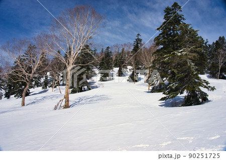 雪と樹木 雪と樹木 90251725
