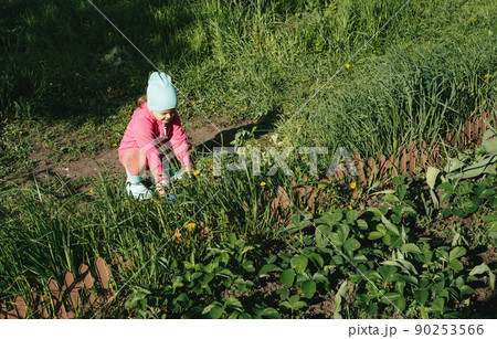 Child look at vegetable seedlings in the garden. Gardening with children, farming and harvesting. Copy space Child look at vegetable seedlings in the garden. Gardening with children, farming and harvesting. Copy space 90253566
