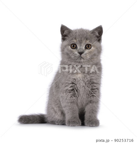 British Shorthair kitten on white background 90253716