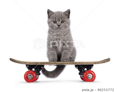 British Shorthair kitten on white background British Shorthair kitten on white background 90253772