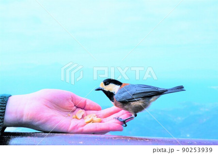 海を背景に金峰山の山頂で女性の持つ落花生を食べる手乗りヤマガラ 90253939