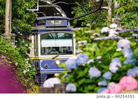 あじさい咲く御霊神社を走る江ノ電レトロ車両（10形） 90254201