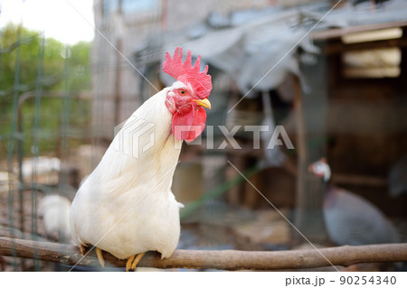 Rooster is in the farm chicken coop. Floor cage free chickens is trend of modern poultry farming. Local business. Rooster is in the farm chicken coop. Floor cage free chickens is trend of modern poultry farming. Local business. 90254340