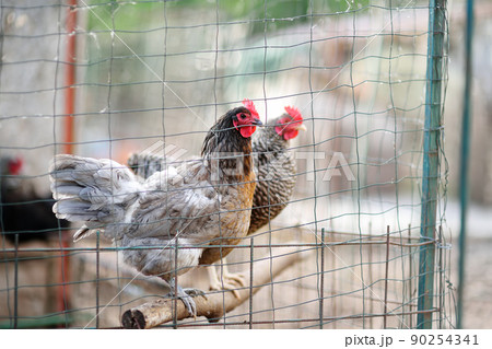 Chickens and roosters are walking in the farm coop. Floor cage free chickens is trend of modern poultry farming. Local business. Chickens and roosters are walking in the farm coop. Floor cage free chickens is trend of modern poultry farming. Local business. 90254341