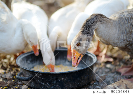 Feeding geese from bio organic food in the farm chicken coop. Floor cage free chickens is trend of modern poultry farming. Local business. 90254343