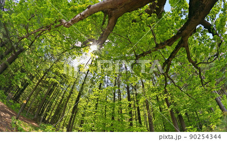Dramatic Low Angle Extreme Wide Angle Shot Overhead Trees and Forest with Trail Leading into Woods Dramatic Low Angle Extreme Wide Angle Shot Overhead Trees and Forest with Trail Leading into Woods 90254344