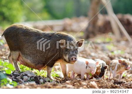 A large pig sow breed of lop-bellied with small newborn piglets on backyard of farm A large pig sow breed of lop-bellied with small newborn piglets on backyard of farm 90254347