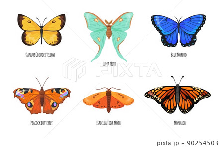 Lepidoptera butterflies. Peacock butterfly, beauty species tropical fly insect with antenna flower colorful delicate wings, bright springtime moth, cartoon neat vector illustration 90254503