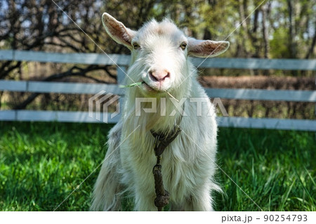 草を食べるヤギ 草を食べるヤギ 90254793