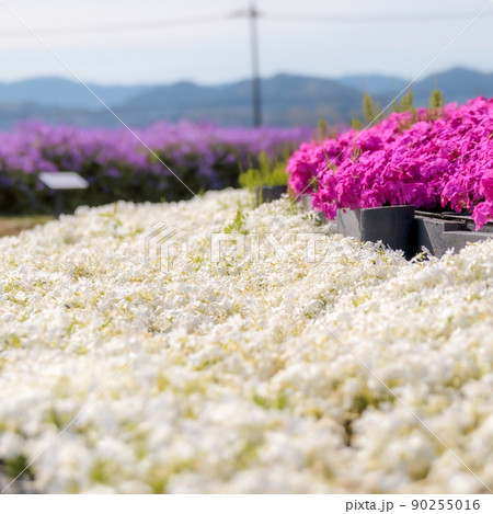 白とピンクの芝桜 90255016