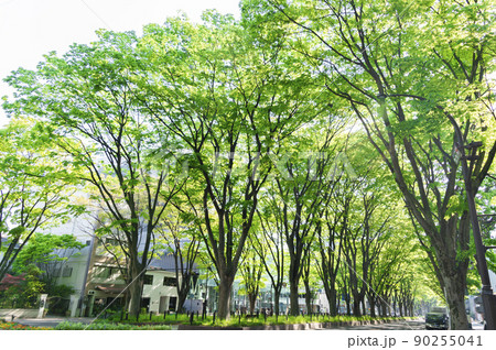 新緑の定禅寺通り 90255041