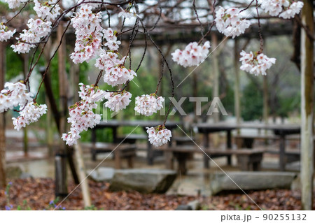 雨と桜とベンチ 雨と桜とベンチ 90255132