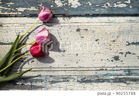 Pink tulips on a blue wooden background in sunlight. Pink tulips on a blue wooden background in sunlight. 90255788