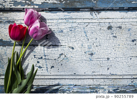 Pink tulips on a blue wooden background in sunlight. Pink tulips on a blue wooden background in sunlight. 90255789