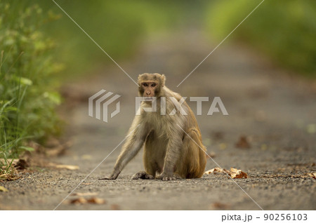 Rhesus macaque or Macaca mulatta monkey closeup or portrait blocking road or track at chuka ecotourism safari or pilibhit national park terai forest reserve uttar pradesh india asia 90256103