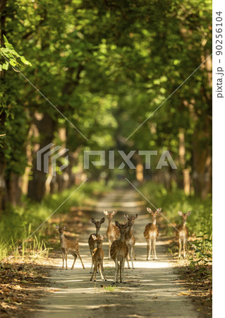 spotted deer or chital or axis deer family head on in herd or group blocking road or track at chuka ecotourism safari or pilibhit national park terai forest reserve uttar pradesh india asia 90256104