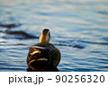 鴨の後ろ姿 90256320