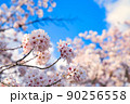 桜と空 90256558