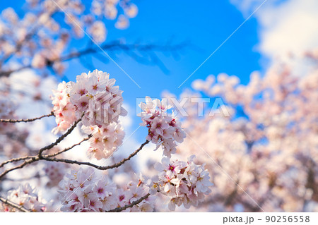 桜と空 桜と空 90256558