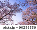 桜と空 90256559