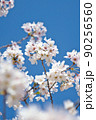 桜と空 90256560